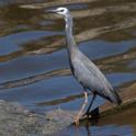 Egretta novaehollandiae (White-faced Heron).jpg